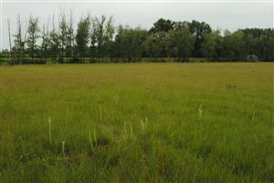 záber zo stredu TML, Salvia austriaca